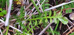 Leptinella squalida