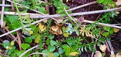 Leptinella squalida