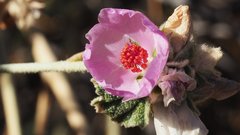Malacothamnus enigmaticus