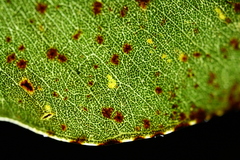 Eucalyptus leptophleba