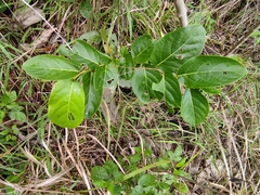 Glochidion zeylanicum