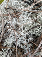 Cladonia sandstedei