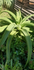 Aloe vanbalenii
