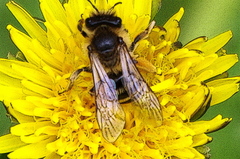 Andrena flavipes