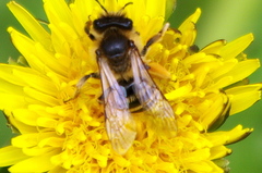 Andrena flavipes