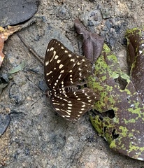 Lexias canescens