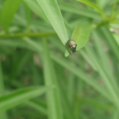 Chrysomelidae