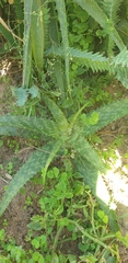 Aloe greenii