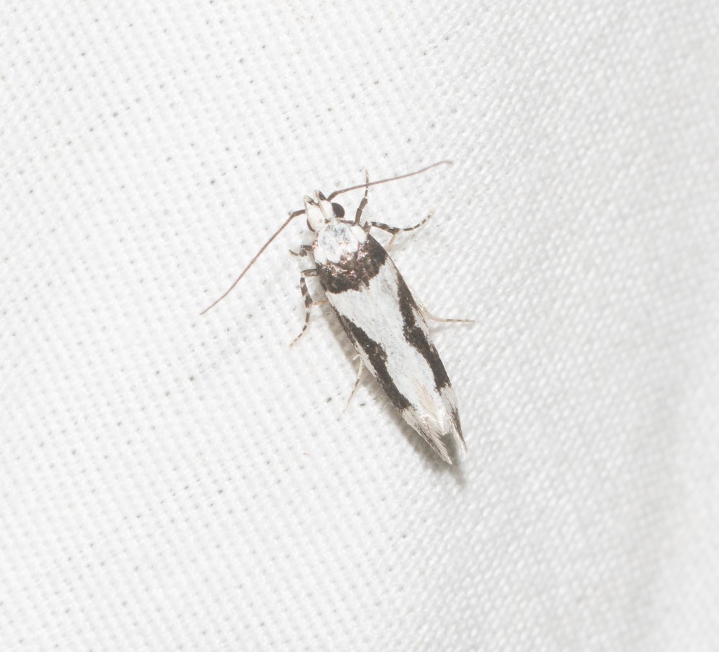 Hyposmocoma empedota