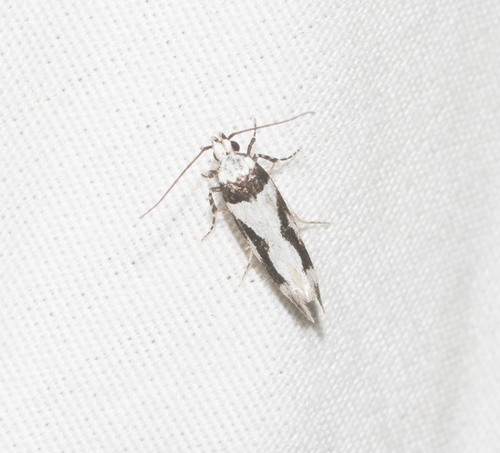 Hyposmocoma empedota