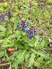 Ajuga reptans