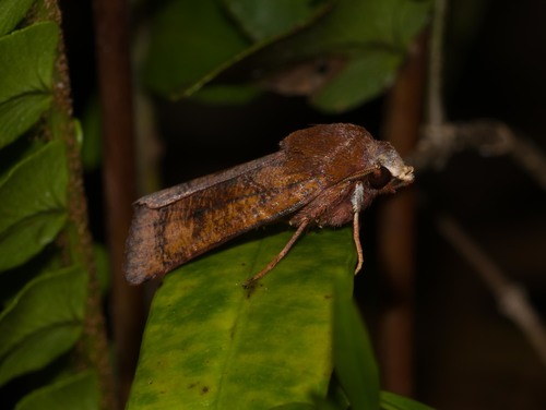 Agrotis hephaestaea observed 2022-04-30