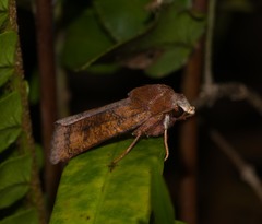 Agrotis hephaestaea