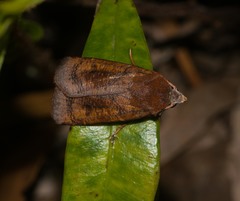 Agrotis hephaestaea