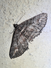 Eucymatoge scotodes