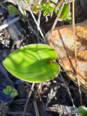 Eriospermum dielsianum