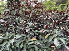 Excoecaria cochinchinensis