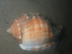 Galeodea echinophora