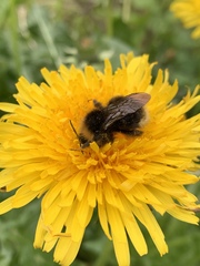 Bombus bohemicus