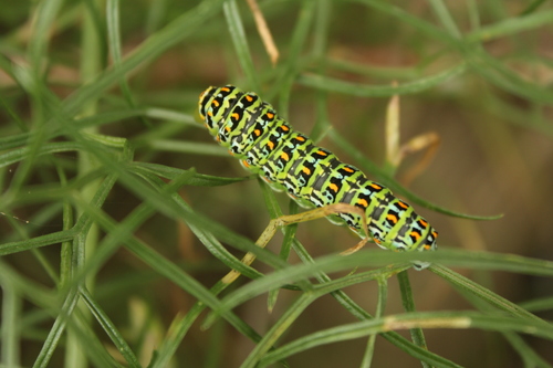コルシカキアゲハ (Papilio hospiton) · iNaturalist