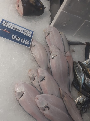 Bastard sole (Microchirus azevia) — Soleidae — 2