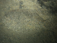 Arnoglossus