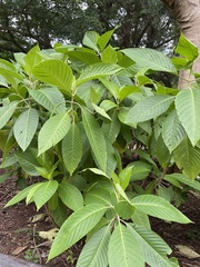 Brugmansia suaveolens