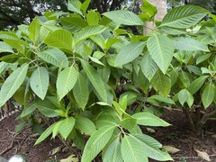 Brugmansia suaveolens