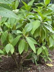 Brugmansia suaveolens