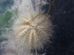 Psammechinus microtuberculatus