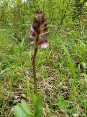 Orchis purpurea
