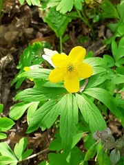 Anemonoides ranunculoides