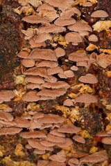 Marasmiellus affixus