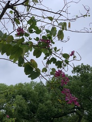 Bauhinia × blakeana
