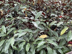 Excoecaria cochinchinensis