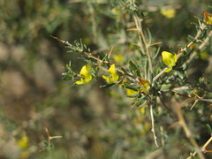 Aspalathus spinosa glauca