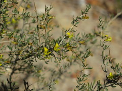 Aspalathus spinosa glauca