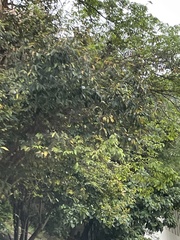 Averrhoa carambola