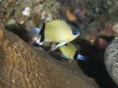 Pycnochromis retrofasciatus
