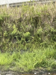 Lygodium microphyllum