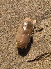 Emerita austroafricana