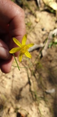 Tricoryne muricata