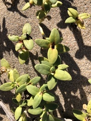 Portulaca umbraticola