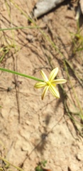Tricoryne muricata
