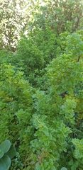 Colea