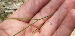 Tricoryne muricata