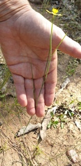 Tricoryne muricata