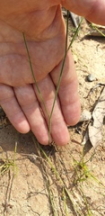 Tricoryne muricata