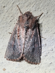 Dasygaster padockina