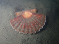 Pecten jacobaeus